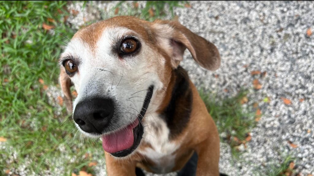 Bobbie jumping up towards the camera