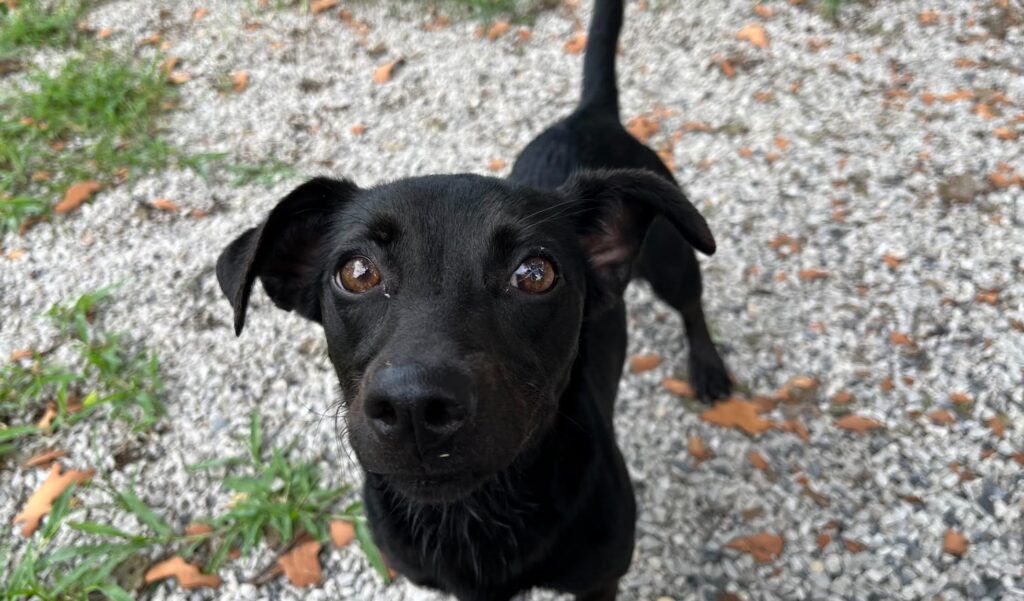 Karin with her ears perked up looking at the camera