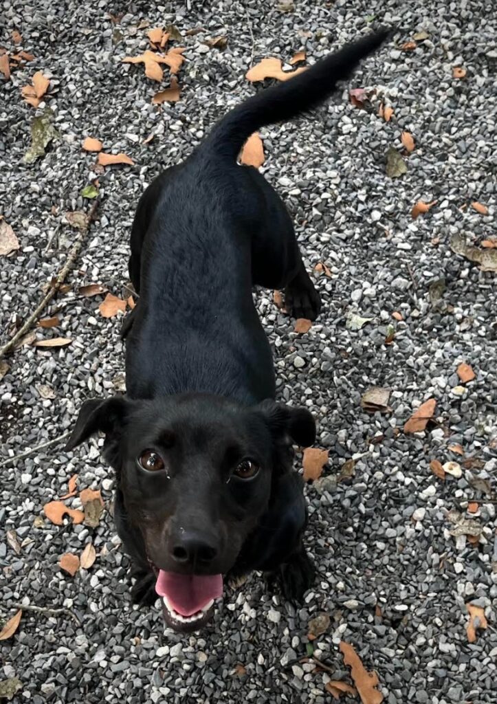 Karin standing in gravel. Her tail looks like it's wagging. Her body looks like a Dachshund