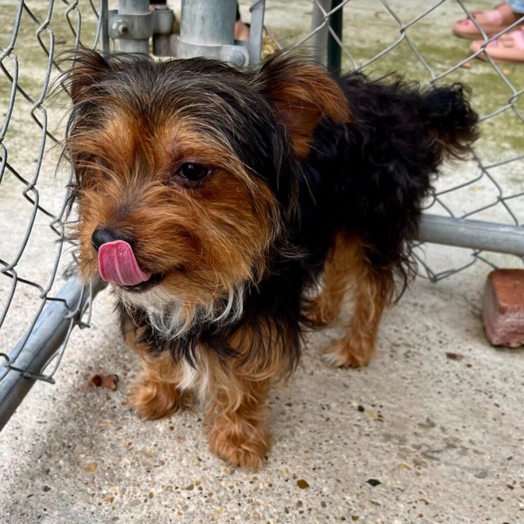 Teddy licking his nose