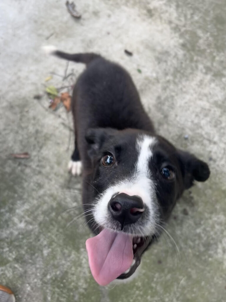 Image of Chevy, black and white puppy, with his tongue out looking up at the camera