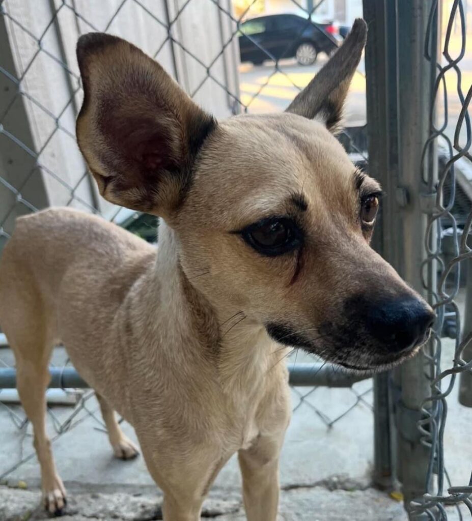 A thin hound shaped dog with big ears. She's a light tan color with a darker nose and big brown doe eyes.