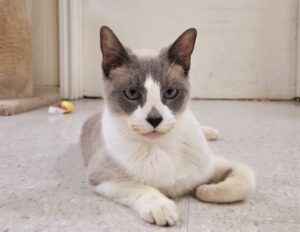 White cat with a brown mask on her eyes and ears and a dark nosey. She has one little paw curled up. I think she's the cutest cat I've ever seen.