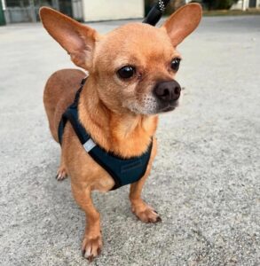 A little orange-brown Chihuhua wearing a black harness. He has a little bit of white hair around his nose.