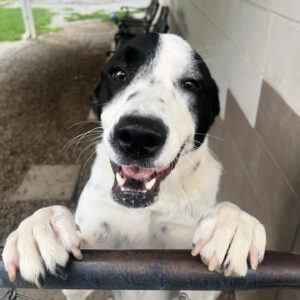 Domino, a black and white dog has his paws on the top of a gate. He looks like he is smiling at the camera from behind his paws!