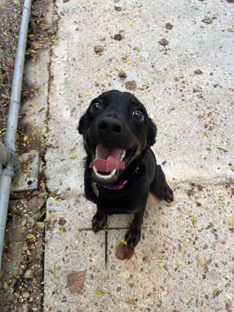 Starburst is a black puppy with brown paws. She is looking up at the camera with her tongue hanging out of her mouth