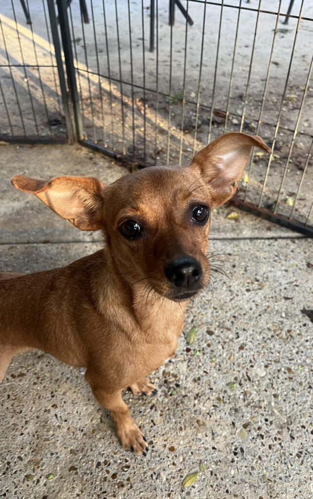 Sugar is a little brown dog with beautiful dark eyes and big pointy ears. She is looking at the camera in this photo