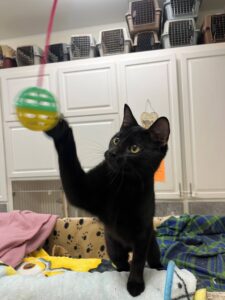 Peppermint is a black cat. In this photo he is swatting with his paw at a toy hanging in the air