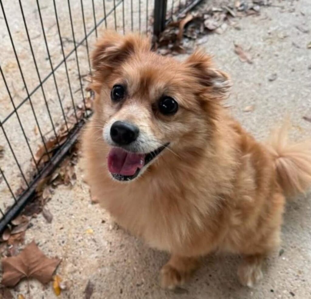 A Pomeranian dog, slightly graying around the mouth, sits with his tongue out looking up at the camera