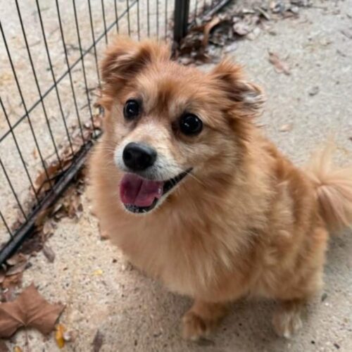 A Pomeranian dog, slightly graying around the mouth, sits with his tongue out looking up at the camera