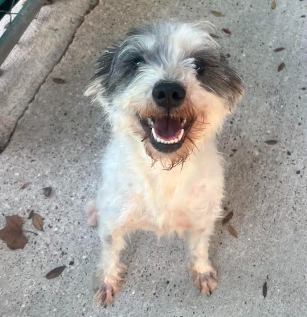 Sally is a scruffy dog with gray around her eyes and ears. She is sitting "smiling" at the camera