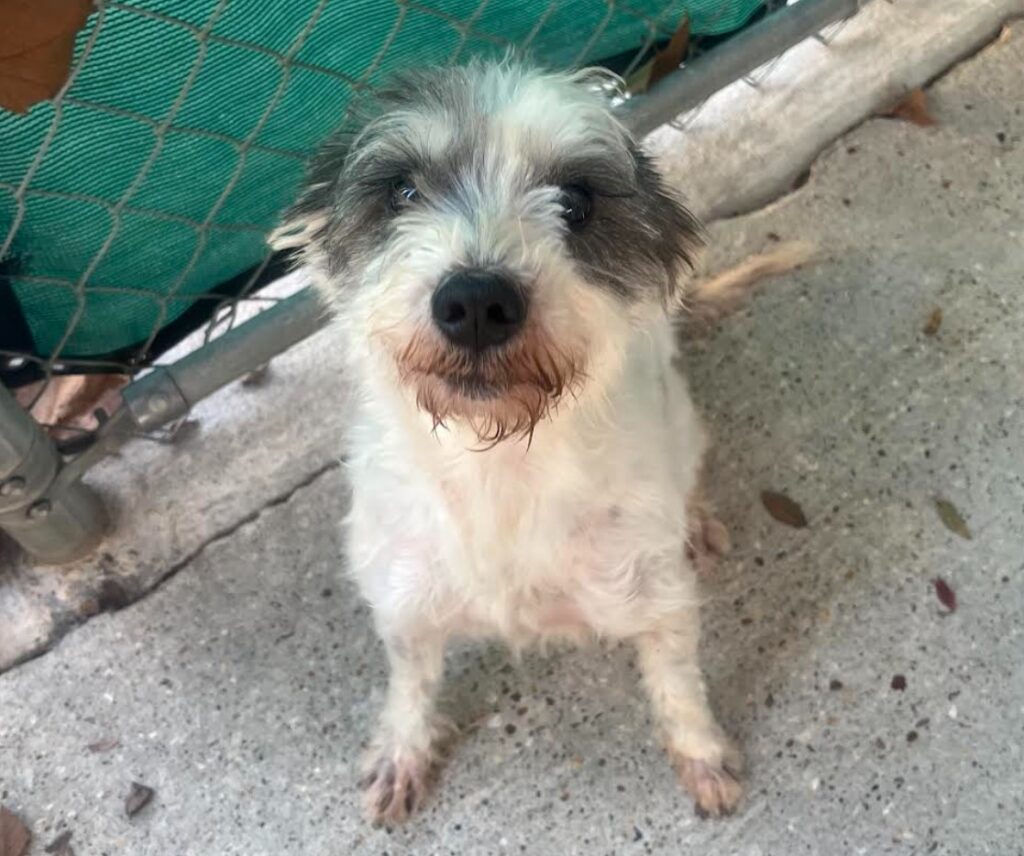 Sally is a scruffy dog with gray around her eyes and ears. She is sitting looking up at the camera