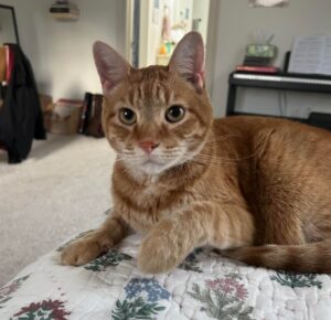 Mr. Bingley is an orange cat lying down on a quilt. He has a lot of white on the lower half of his face and large round eyes. He's so handsome!