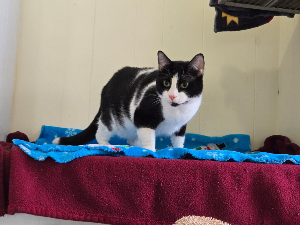 Milkshake is standing on some blankets. He is a black and white cat. He only has a patch of white on his nose, and his belly and feet are white.