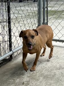 Maverick is a small brown dog with dark brown ears. He is shown here trotting on a patio